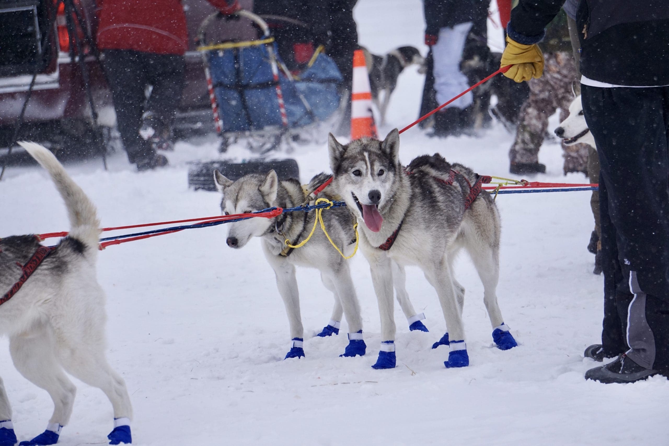 Day on a Dog Sled
